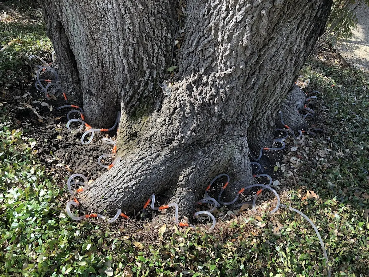 Detailed Tree Cabling and Bracing job site in Fluvanna