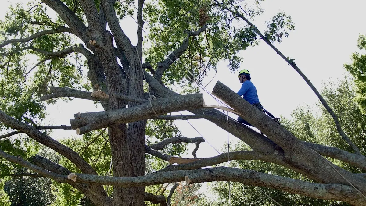 Professional Hazardous Tree Removal performed by certified arborists in Fluvanna